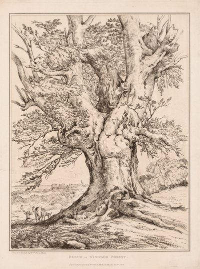 Hêtre dans la forêt de Windsor - William Alfred Delamotte