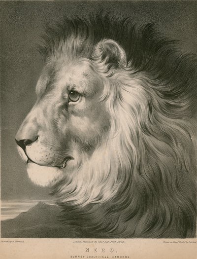 Nero le lion, Surrey Zoological Gardens, Londres - William Barraud