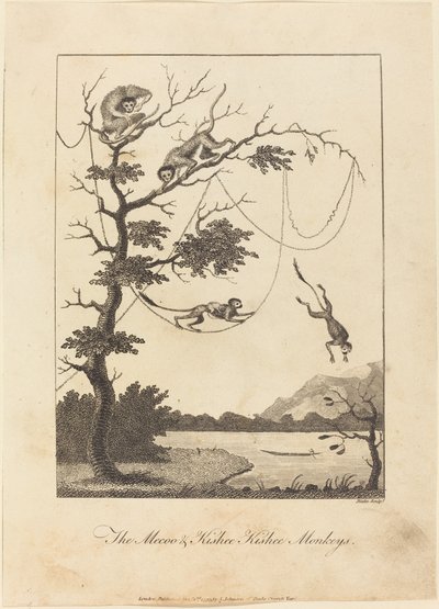 Les Singes Mecoo et Kisbee Kishee - William Blake