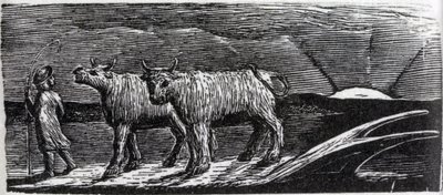 Génisses dételées flânant vers la maison, illustration de 