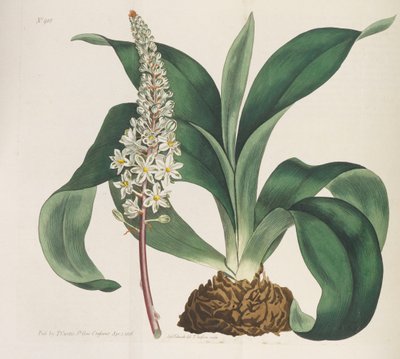 Magazine botanique, 1787-1833 - William Curtis