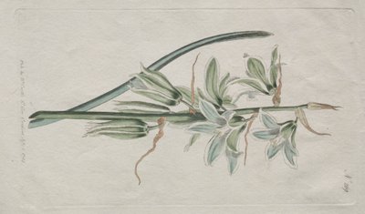 Le magazine botanique ou le jardin de fleurs exposé : Étoile de Bethléem - William Curtis