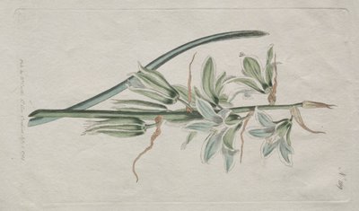 Le Magazine Botanique ou Jardin de Fleurs Exposé : Étoile de Bethléem, 1794 - William Curtis