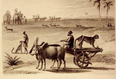 Les guépards chasseurs - William Daniell