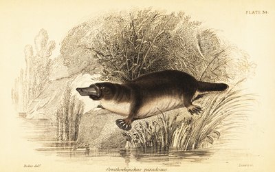 Ornithorynque, Ornithorhynchus anatinus - William Dickes