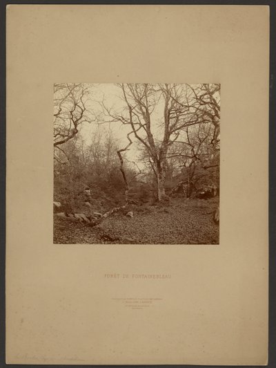 Forét de Fontainebleau - William Drooke Harrison