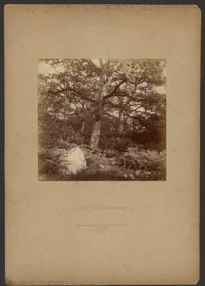 Forét de Fontainebleau - William Drooke Harrison