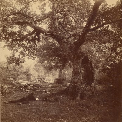Forêt de Fontainebleau - William Drooke Harrison