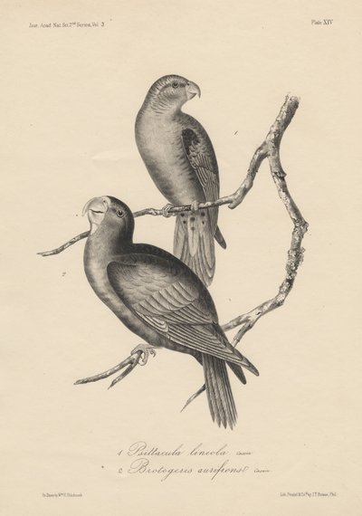 1. Psittacula lineola et 2. Brotogeris aurifrons, lithographie par J.T. Bowen, 1850 - William E. Hitchcock