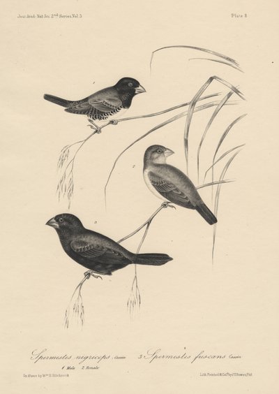Spermestes Nigriceps (mâle et femelle) et Spermestes Fuscans, litho par J.T. Bowen, 1850 - William E. Hitchcock