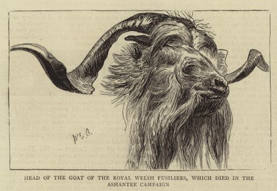 Tête de la chèvre des Royal Welsh Fusiliers, morte lors de la campagne d