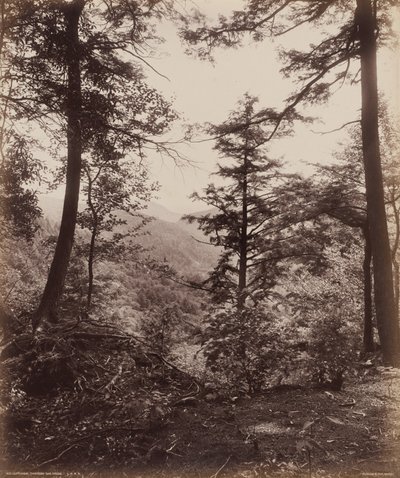 Vue de la falaise, à travers les arbres - William H. Rau