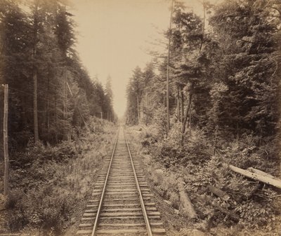 Forêt de pruches - William H. Rau
