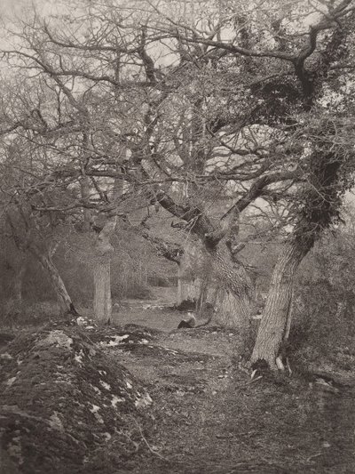 Forêt de Fontainebleau - William Harrison