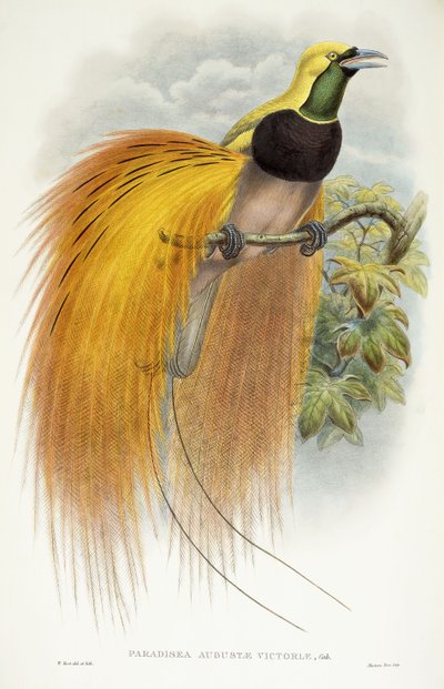 Paradisea Augustae Victoriae, 1891-1898 - William Hart