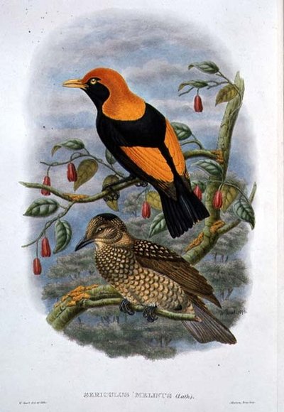 Sericulus Melinus - William Hart