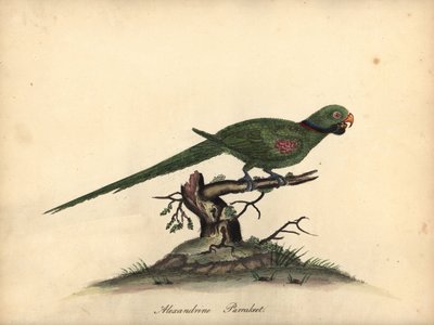 Perruche alexandre, Psittacula eupatria - William Hayes