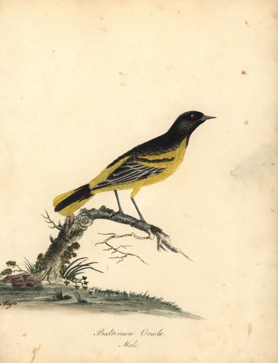 Oriole de Baltimore, Icterus galbula. Gravure à la main en couleur d