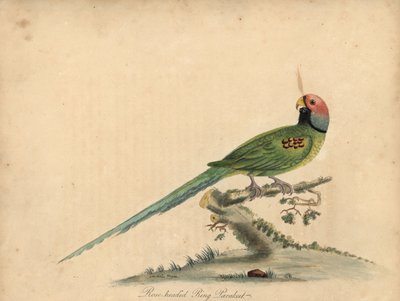 Perruche à tête de prune, Psittacula roseata - William Hayes