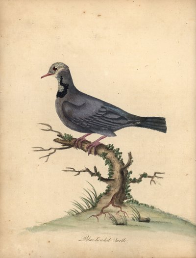 Colombe à tête bleue, Starnoenas cyanocephala. En danger. Gravure à la main en couleur d