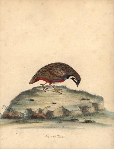 Caille à poitrine bleue, Coturnix chinensis. (Caille chinoise, Tetrao chinensis) Gravure à la main en couleur d
