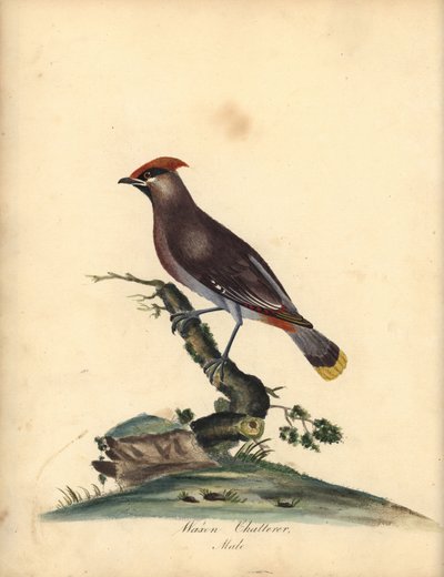 Jaseur boréal, Bombycilla garrulus. Gravure à la main en couleur d