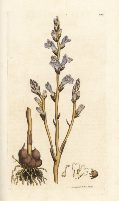 Orobanche rameuse, Orobanche ramosa. Gravure sur cuivre coloriée à la main par James Sowerby de 