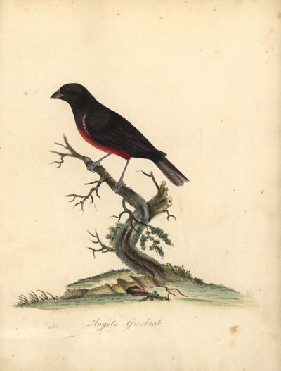 Sporophile à ventre marron, Oryzoborus angolensis. Gravure à la main en couleur d