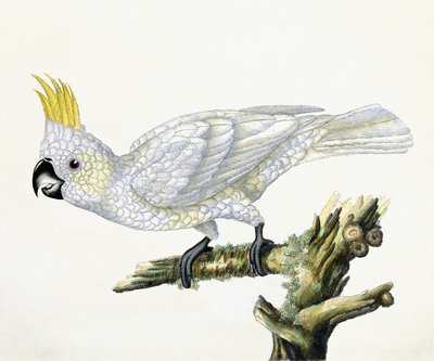 Cacatoès, 1779 - William Hayes