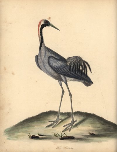 Grue cendrée. Gravure à la main d