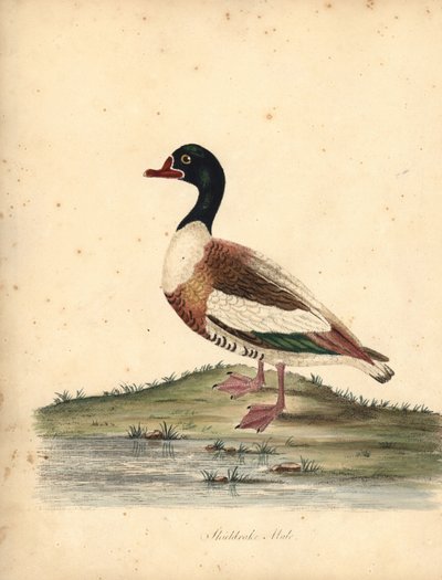 Tadorne de Belon, Tadorna tadorna. Gravure à la main en couleur d
