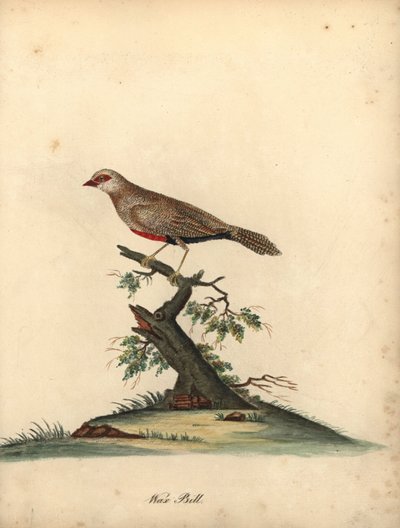Astrild ondulé, Estrilda astrild. (Loxia astreld) Gravure à la main en couleur d
