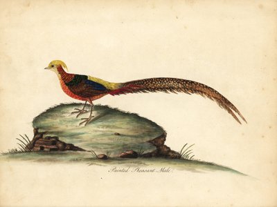 Faisan doré ou chinois, Chrysolophus pictus, mâle. Gravure à la main en cuivre d