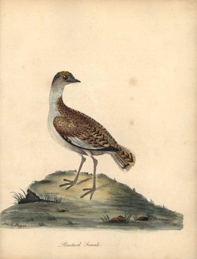 Outarde barbue, femelle. Gravure à la main d