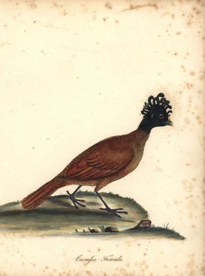 Grand Hocco, Crax rubra, femelle - William Hayes