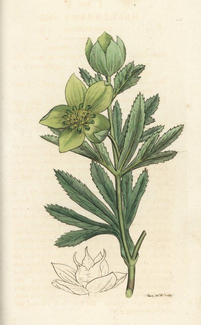 Hellébore vert, Helleborus viridis. Gravure à la main par James Sowerby de l