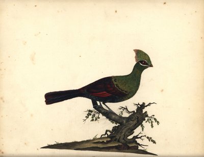 Touraco vert, Tauraco persa. Gravure à la main d