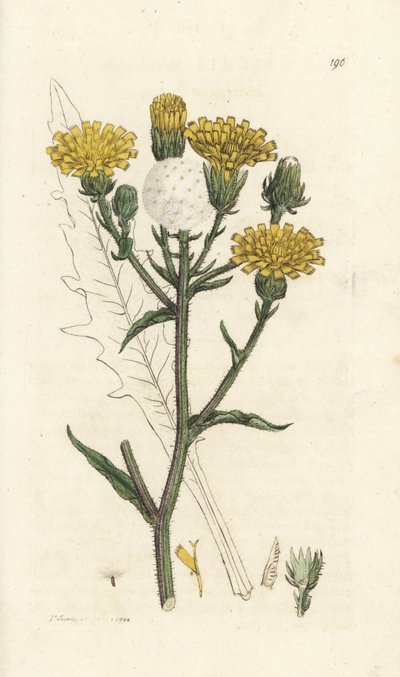Langue de boeuf, Picris hieracioides. Gravure à la main en cuivre par James Sowerby de 