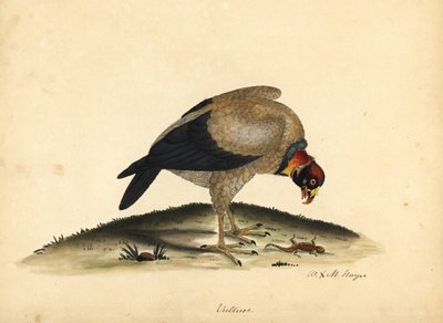 Vautour pape, Sarcoramphus papa - William Hayes