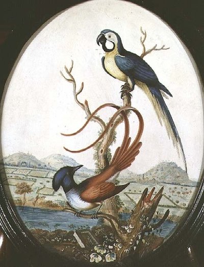 Oiseau-lyre et geai - William Hayes