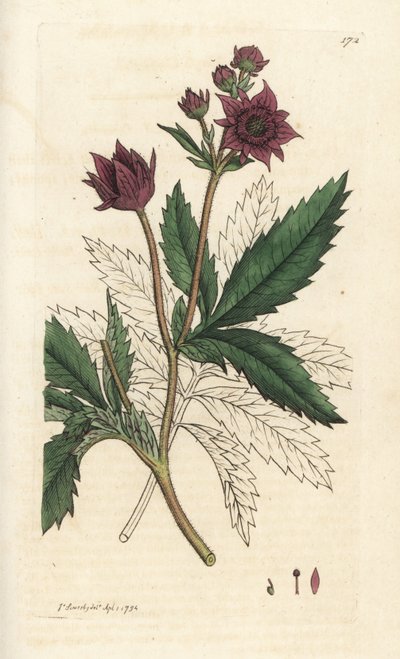 Potentille des marais, Comarum palustre. Gravure à la main en cuivre par James Sowerby de 