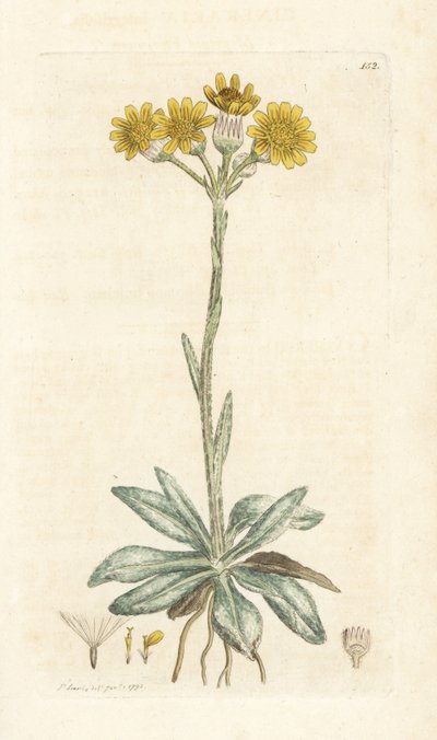 Séneçon des montagnes, Tephroseris integrifolia. Gravure à la main par James Sowerby de l