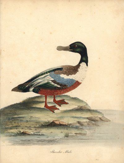 Canard souchet, Anas clypeata, mâle. Gravure à la main en couleur d