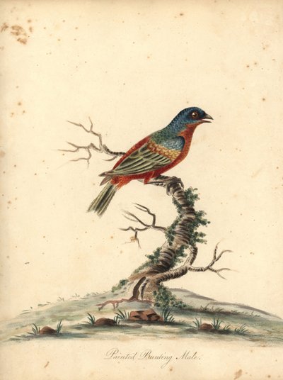 Passerin nonpareil, Passerina ciris, mâle. Gravure à la main en couleur d