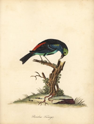 Tangara à sept couleurs, Tangara chilensis - William Hayes