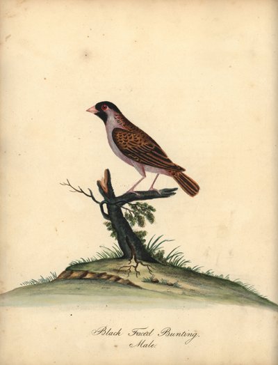Quelea à bec rouge, mâle. Gravure à la main d