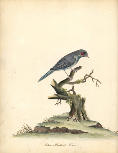 Cordonbleu à joues rouges, Uraeginthus bengalus. (Pinson à ventre bleu, Fringilla benghalus.) Gravure à la main en couleur d