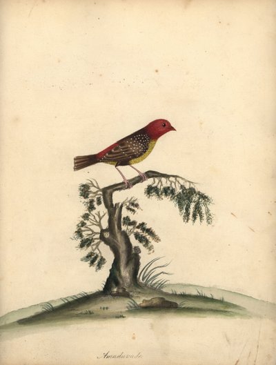 Bengali rouge. Gravure à la main d
