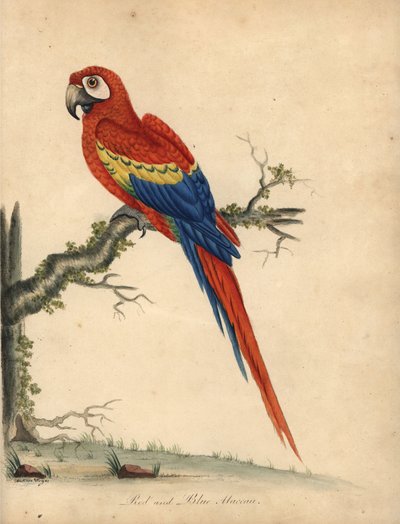 Ara rouge, Ara macao - William Hayes