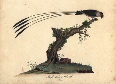 Veuve à queue de pie, Vidua regia. Gravure à la main en cuivre d